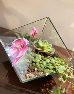 تراریوم ولنتاین مدل 023