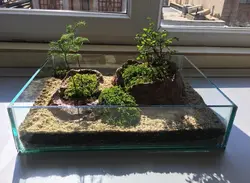 تراریوم پیش بونسای نارون