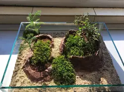 تراریوم پیش بونسای نارون