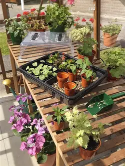 کلون باکس گرین هوس هیتر دار قابل تنظیم ابعاد 52X42X28 سانتی متر | Temperature Adjustable Heated Mini Greenhouse 52X42X28cm