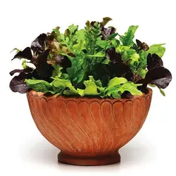 بذر سبزی سالادی