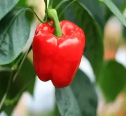 بذر فلفل دلمه ای قرمز