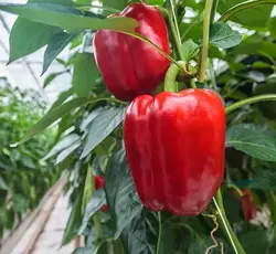 بذر فلفل دلمه ای قرمز