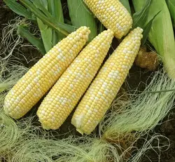 بذر ذرت شیرین