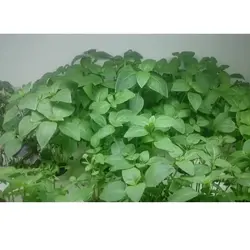 سیستم قلمه گیری هیدروپونیک 24 گلدان بهمراه لامپ رشد گیاه 50 وات مهتابی مدل WV24