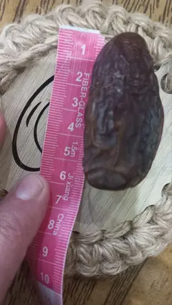 خرما مجول صادراتی