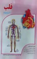 قلب/مازیارحسن زاده/معصومه مذهب جعفری/مرضیه دادخواه/نشرکتیبه سبز