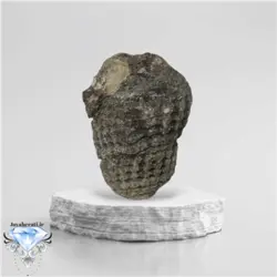 عرج سواحل اصیل درشت و کلکسیونی