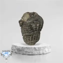 عرج سواحل اصیل درشت و کلکسیونی