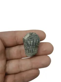 عرج سواحل اصیل درشت و کلکسیونی