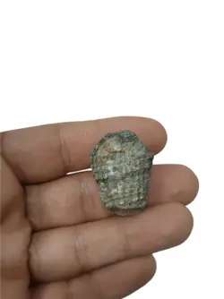 عرج سواحل اصیل درشت و کلکسیونی