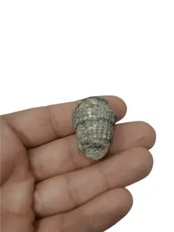 عرج سواحل اصیل درشت و کلکسیونی