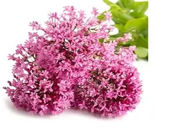 عرق سنبل الطیب 1 لیتری