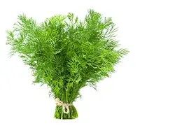 عرق شوید 1 لیتری