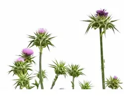 عرق خار شتر