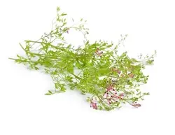 عرق شاتره 1 لیتری