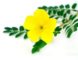 عرق خارخاسک 1 لیتری