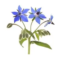 عرق گل گاوزبان 1 لیتری