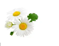 عرق بابونه 1 لیتری