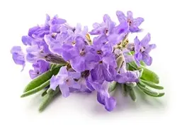 عرق اسطوخودوس 1 لیتری