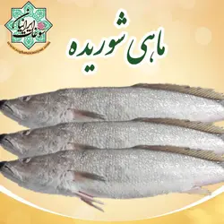 ماهی شوریده کوچک