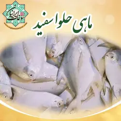 ماهی حلوا سفید