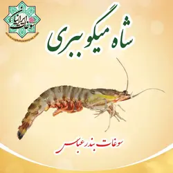 شاه میگو ببری