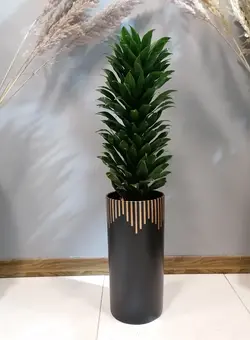 گیاه طبیعی دراسنا کامپکت با گلدان سرامیک