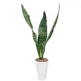 گیاه طبیعی سانسوریا پوست ماری کد 12