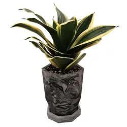 گیاه طبیعی سانسوریا بلک گلد مدل مطبق