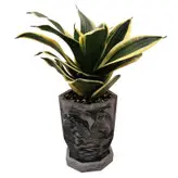 گیاه طبیعی سانسوریا بلک گلد مدل مطبق