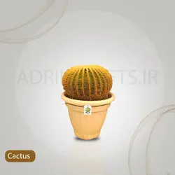 گیاه طبیعی کاکتوس اچینو سایز 30