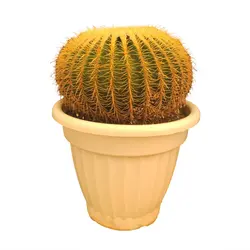 گیاه طبیعی کاکتوس اچینو سایز 30
