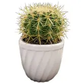 گیاه طبیعی اچینو مدل تیغ زرد