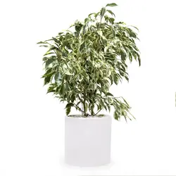 گیاه طبیعی بنجامین ابلق