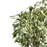 گیاه طبیعی بنجامین ابلق