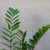گیاه طبیعی زامیفولیا مدل 03