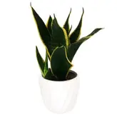 گیاه طبیعی سانسوریا بلگ گلد مدل مطبق