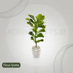 گیاه طبیعی فیکوس لیراتا یا آفریقایی مدل GTL132