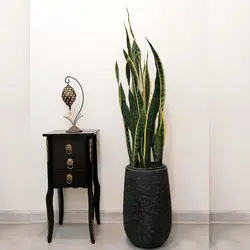 گیاه طبیعی سانسوریا شمشیری ابلق مدل saab