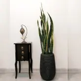 گیاه طبیعی سانسوریا شمشیری ابلق مدل saab