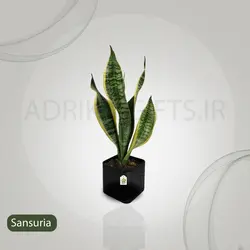 گیاه طبیعی سانسوریا ابلق مدل کرواتی