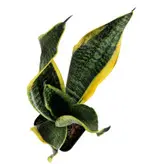 گیاه طبیعی سانسوریا ابلق مدل کرواتی