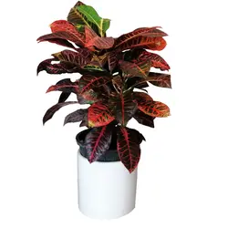 گیاه طبیعی کروتن