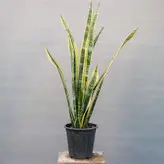 گیاه طبیعی سانسوریا ابلق مدل 01