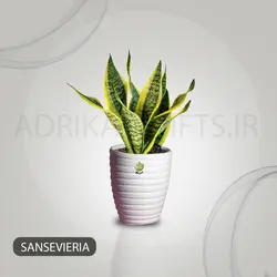 گیاه طبیعی سانسوریا کراواتی کد AS-82