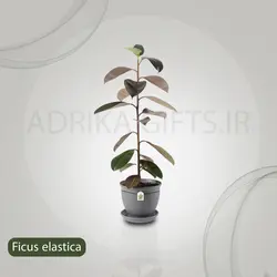 گیاه طبیعی فیکوس الاستیکا مدل P-17