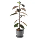 گیاه طبیعی فیکوس الاستیکا مدل P-17