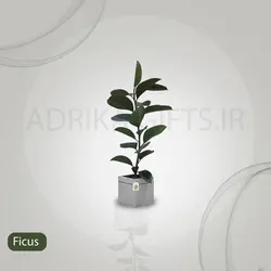 گیاه طبیعی فیکوس کد S - M01