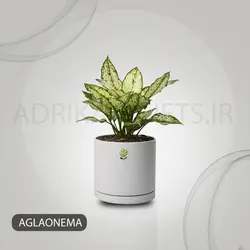 گیاه طبیعی آگلونما سفید با گلدانسرامیک و پایه چوبی